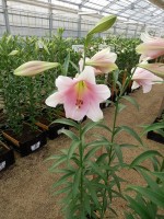 [4106 Prince Promise No01.JPG]